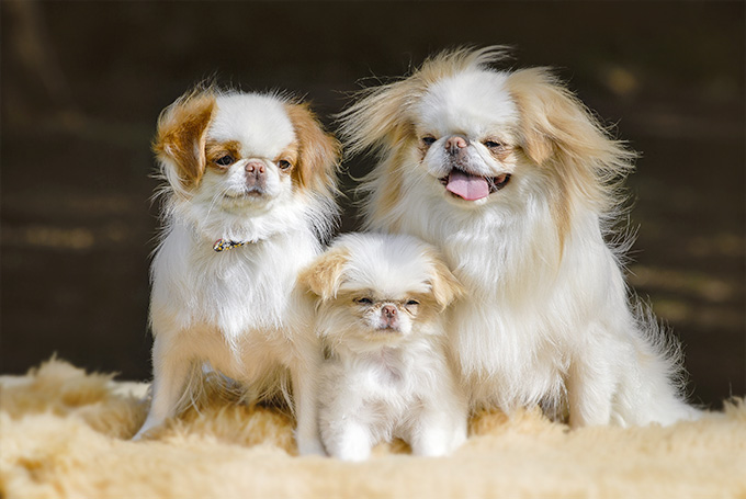 15 laziest dog breeds